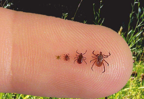 Ticks